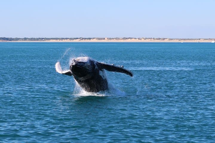 Broome Whale Watching Sunset Cruise with Marine Biologist photo 6