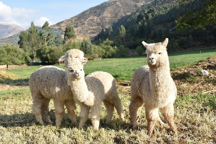 8-Day Peru: Cusco, Sacred Valley, Machu Picchu & Lake Titicaca Expedition