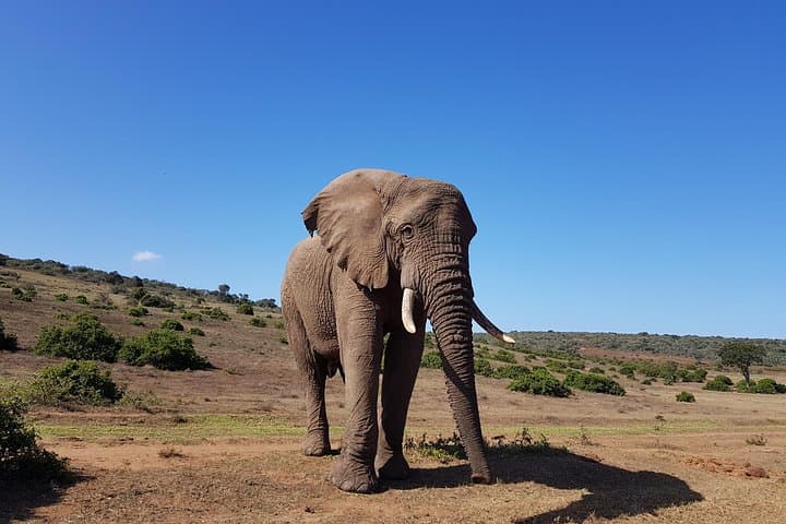 Half-Day Addo Elephant National Park Safari — Morning Wildlife Drive from Port Elizabeth