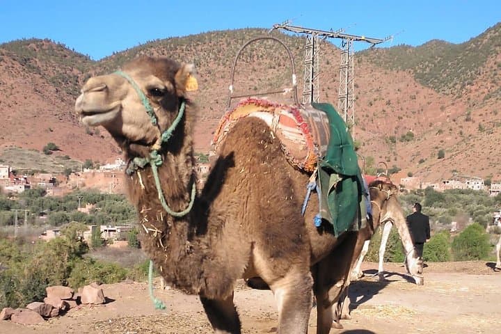 Ourika Valley Day Trip from Marrakech: Waterfalls, Berber Villages & Atlas Views photo 4