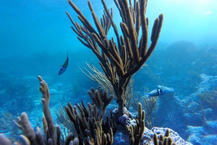 Stand-Up Paddleboarding and Snorkeling in Tulum’s Caribbean Bays photo 6