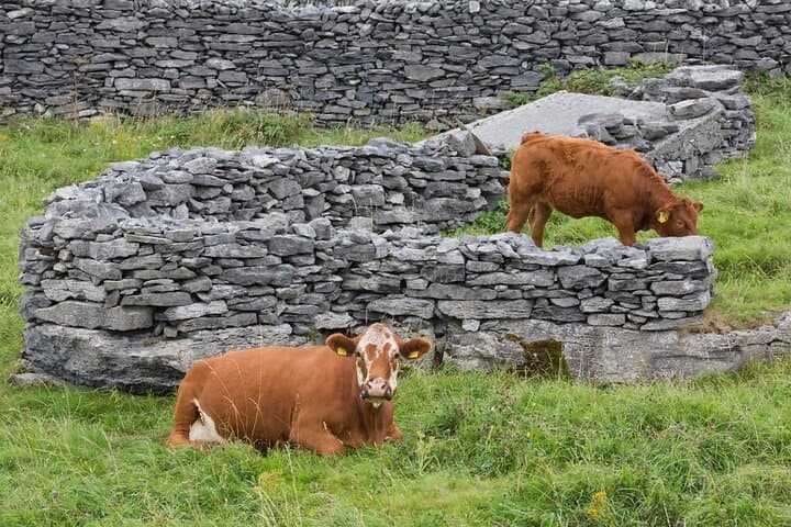 E-bike Around Inishbofin: Full-Day Self-Guided Ride on the Connemara Coast photo 3