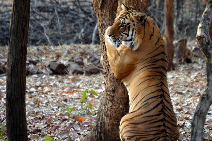 Nagpur to Pench & Satpura Tiger Safari — 5-Day Wildlife Tour from Nagpur
