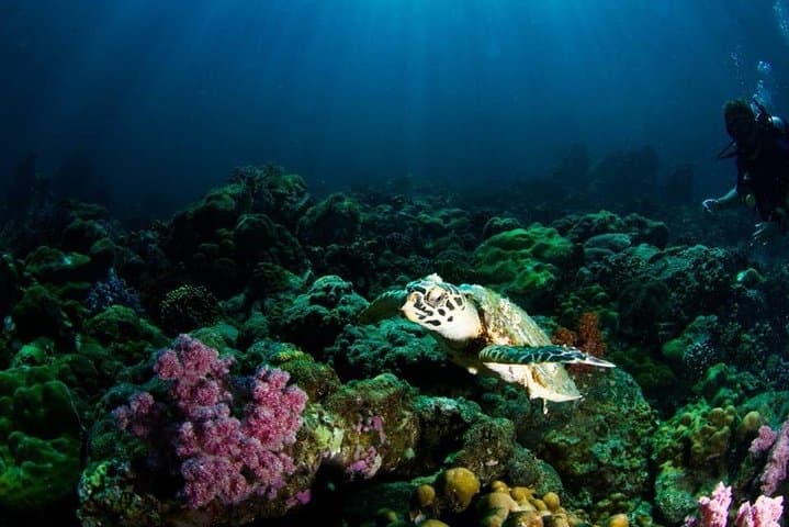 PADI Open Water Diver Course on Koh Lipe — Learn to Dive in Thailand's Andaman Sea photo 6