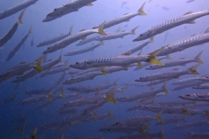 Discover SCUBA Diving in Koh Lipe: Introductory Dives on Andaman Reefs photo 4