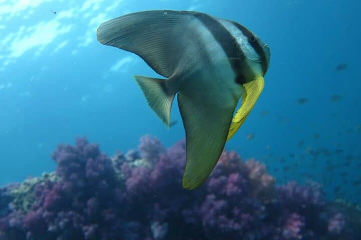 Discover SCUBA Diving in Koh Lipe: Introductory Dives on Andaman Reefs photo 6