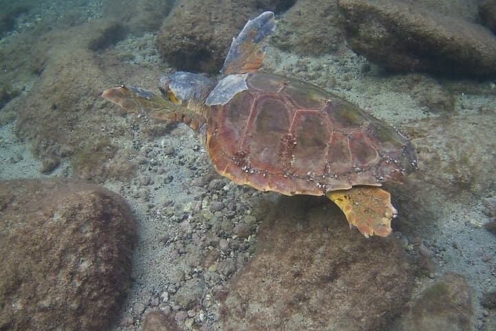 Scuba Diving Baptism in Costa Teguise — Beginner Dives on Lanzarote's Shallow Reefs photo 5