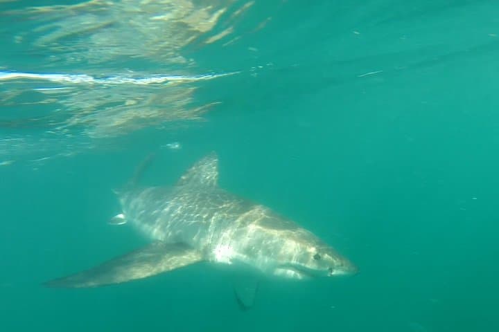 Half-Day White Shark Cage Diving from Gansbaai — What to Expect photo 5