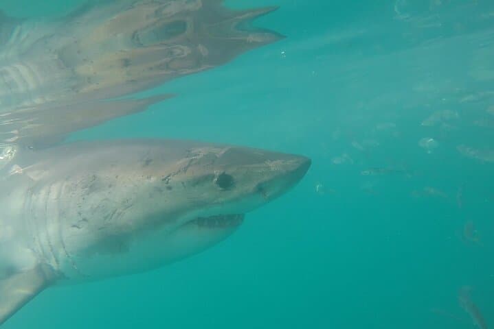 Half-Day White Shark Cage Diving from Gansbaai — What to Expect photo 6