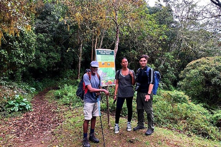 Sunrise Hike to Blue Mountain Peak: Private Guided Tour from Kingston