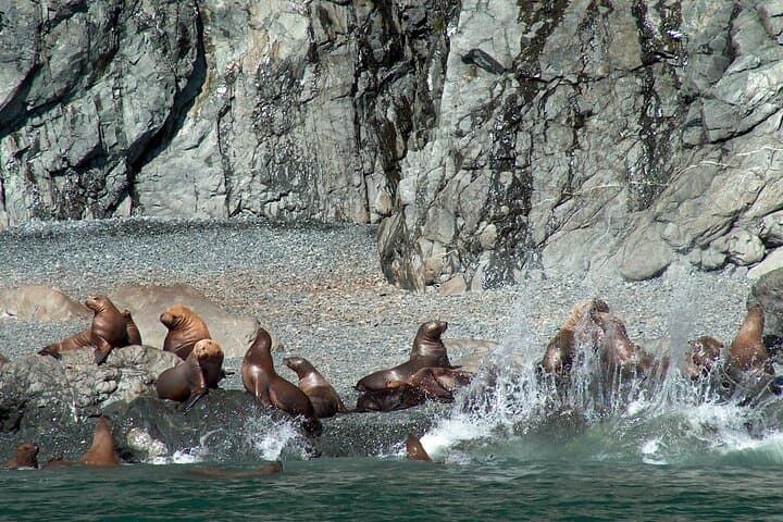 Exploring Columbia Glacier: A Glacier Cruise Adventure from Valdez, Alaska photo 4