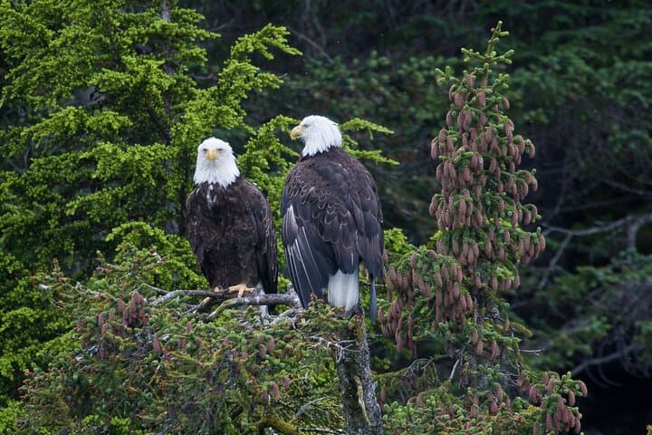 Exploring Columbia Glacier: A Glacier Cruise Adventure from Valdez, Alaska photo 6