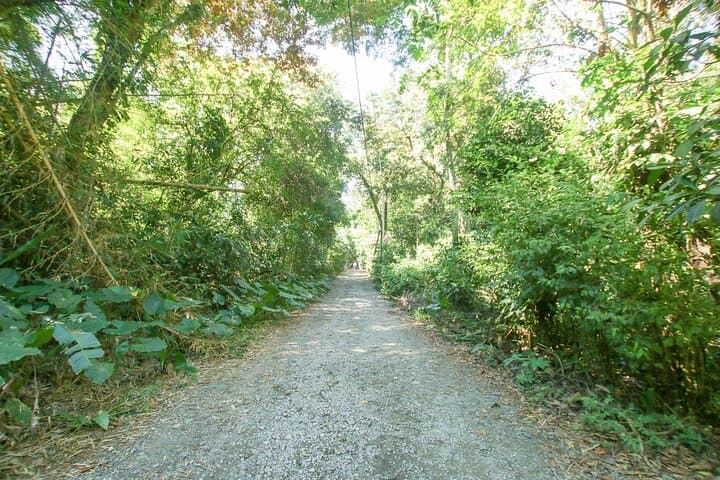 Manuel Antonio Park Tour: Coastal Rainforest Walk with Wildlife Viewing photo 6