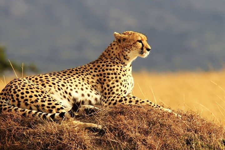Private 3-Day Masai Mara Safari — Budget-Friendly Game Drives from Nairobi photo 5