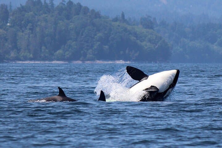 Vancouver Whale Watching Adventure: Orcas, Humpbacks & Gulf Islands Sights photo 2