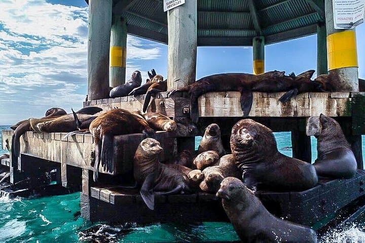 Sorrento to Portsea 1.5-Hour Scenic & Wildlife Luxury Cruise