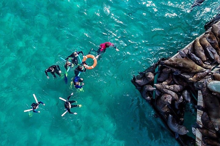 Swim with Seals and Weedy Seadragons — Mornington Peninsula Snorkel photo 5