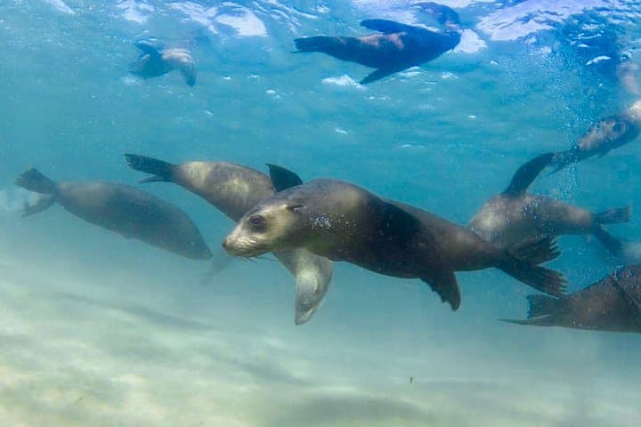 Swim with Seals and Weedy Seadragons — Mornington Peninsula Snorkel photo 6