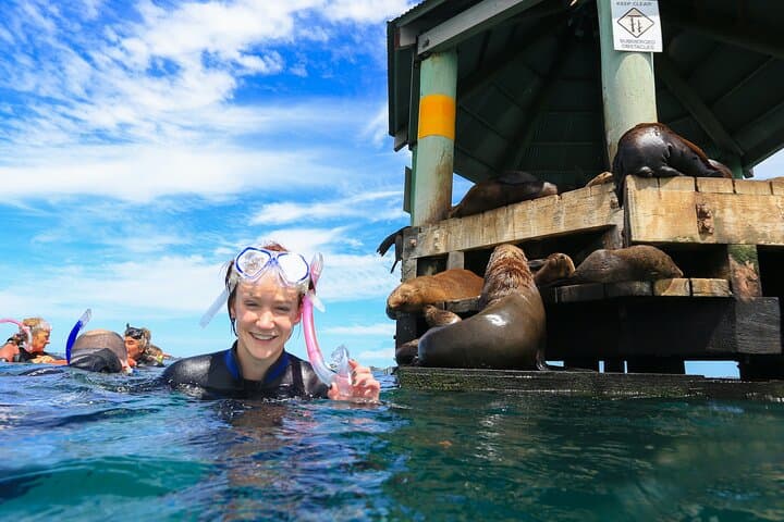 Swim with Seals and Weedy Seadragons — Mornington Peninsula Snorkel photo 2