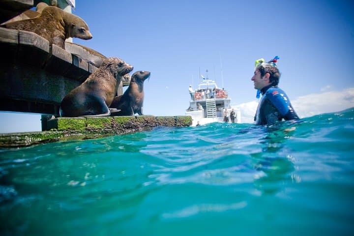 Sorrento Dolphin & Seal Swim: 3-Hour Snorkel with Port Phillip Wildlife photo 3