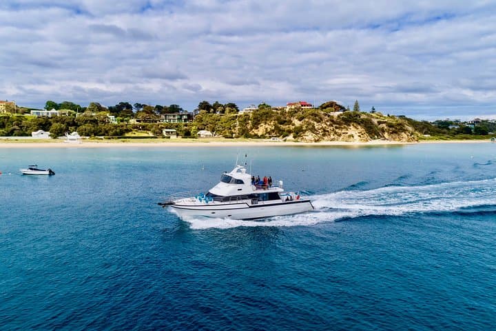 Private 2-Hour Dolphin, Seal & Seadragon Swim Charter — Mornington Peninsula photo 6