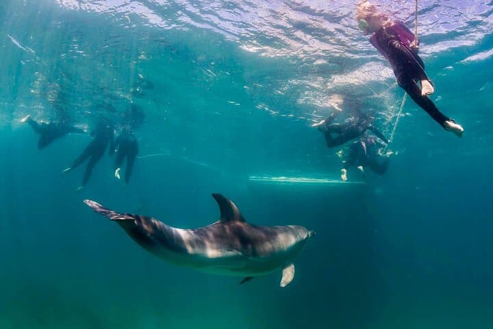 Private 2-Hour Dolphin, Seal & Seadragon Swim Charter — Mornington Peninsula photo 3