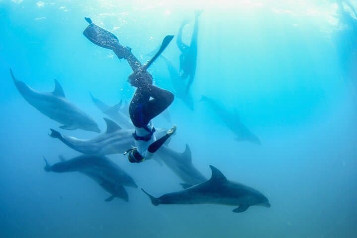 Sorrento Dolphin & Seal Snorkel: Swim with Port Phillip’s Wild Marine Life photo 6