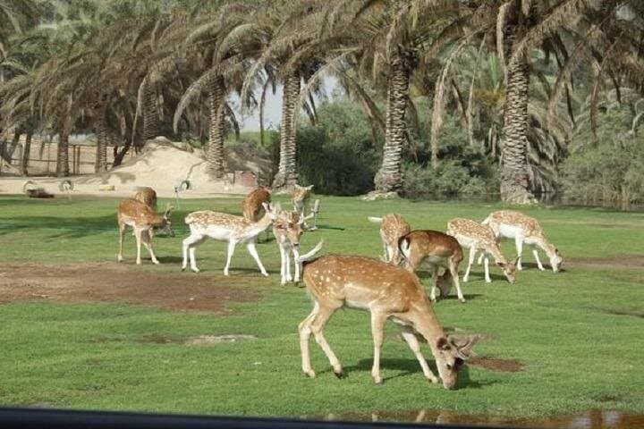 Private Tour from Cairo to Africano Park — Day Safari & Wildlife Encounters photo 2