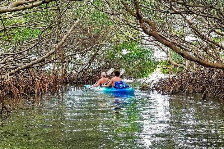 Shell Key Preserve Kayak Tour with Local Guide — Mangrove Tunnels, Shelling & Wildlife photo 6