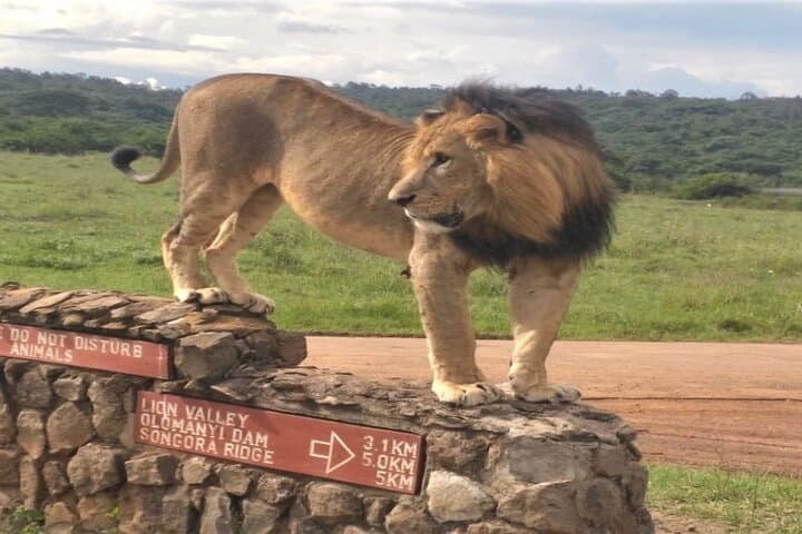 Half-Day Nairobi National Park Safari — Game Drive from Nairobi photo 1