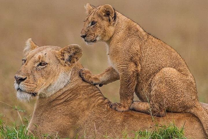 Half-Day Nairobi National Park Safari — Game Drive from Nairobi photo 2