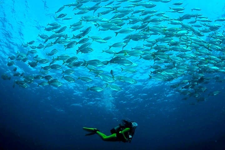 Scuba Diving Baptism in Costa Teguise — Beginner Dives on Lanzarote's Shallow Reefs photo 6
