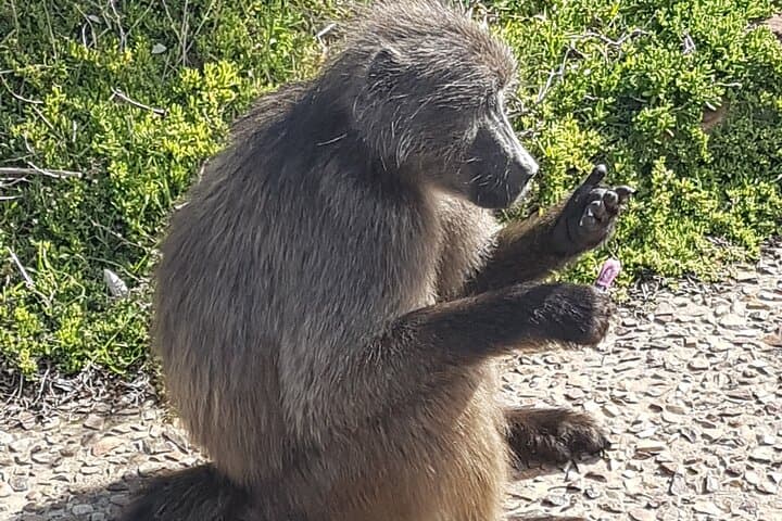 Cape Point and Boulders Beach: Full-Day Private Tour from Cape Town photo 4