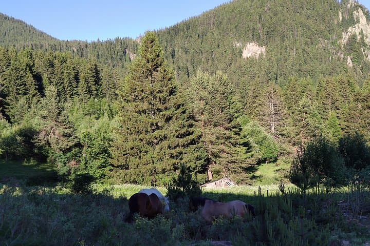 Horseback Riding in the Rhodope Mountains: Guided Treks from Hvoyna & Novakovo