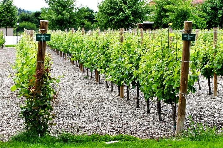 Midalidare Estate Wine Tasting in Bulgaria's Thracian Valley photo 4
