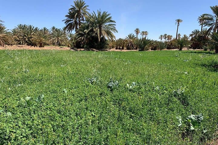 2-Day Ouarzazate and Ait Ben Haddou Kasbah Tour from Marrakech photo 6