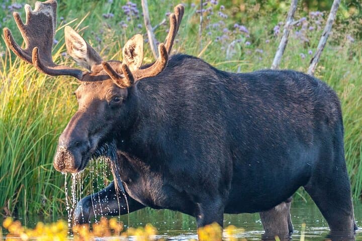 Grand Teton National Park Tour from Jackson Hole: Jenny Lake, Mormon Row & Snake River photo 6