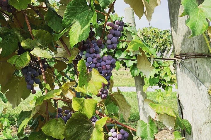 Seneca Lake Wine Tasting & Tour — Finger Lakes Wineries, Views & Local Flavors photo 2
