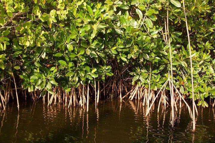 Cartagena Mangrove Nature Photography Tour: Sunrise & Sunset Canoe Workshop photo 4