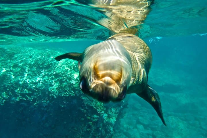 Espiritu Santo Island Sea Lion Snorkel & Paddleboard Day Trip from La Paz photo 2