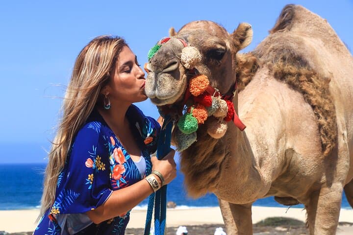 Cabo Camel Ride on El Migriño Beach — 2‑Hour Camel Interaction, Tequila Tasting & Lunch photo 2