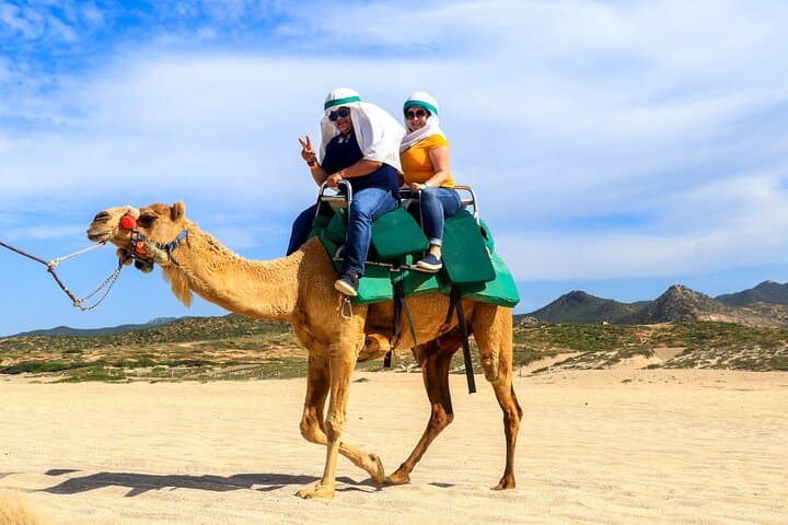 Cabo Camel Ride on El Migriño Beach — 2‑Hour Camel Interaction, Tequila Tasting & Lunch photo 4