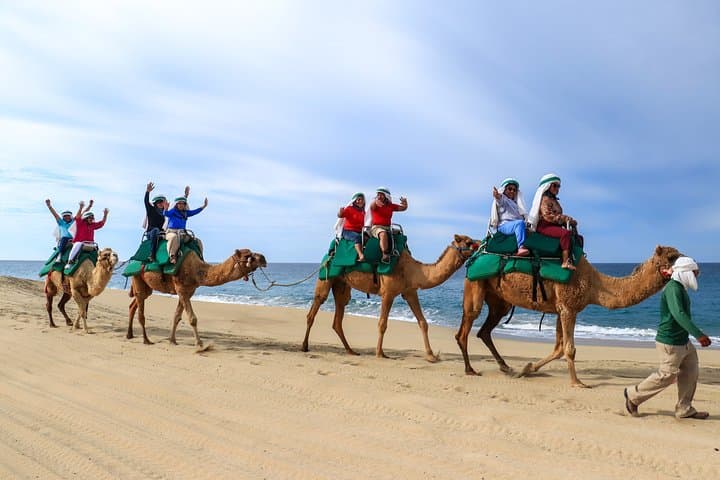 Cabo Camel Ride on El Migriño Beach — 2‑Hour Camel Interaction, Tequila Tasting & Lunch photo 6