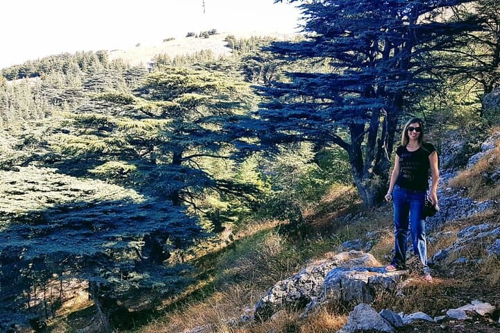Hike the Chouf Cedars and Taste Bekaa Wines: Day Trip from Beirut