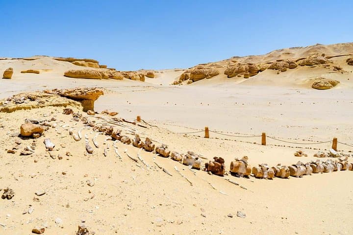 Valley of the Whales: Two-Day Desert Camping Tour from Hurghada photo 4