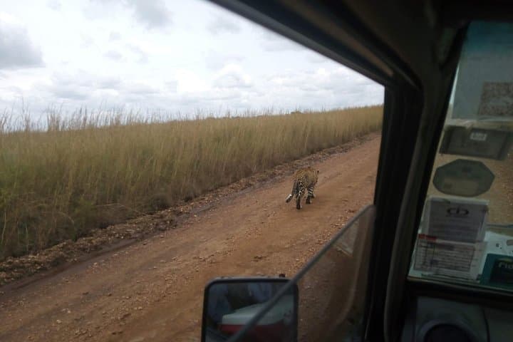9-Day Kenya Safari: Masai Mara, Amboseli & Tsavo Wildlife Adventure