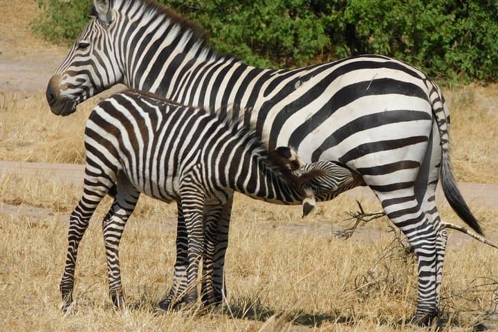 4-Day Budget Camping Safari: Tarangire, Serengeti & Ngorongoro Crater Wildlife Circuit