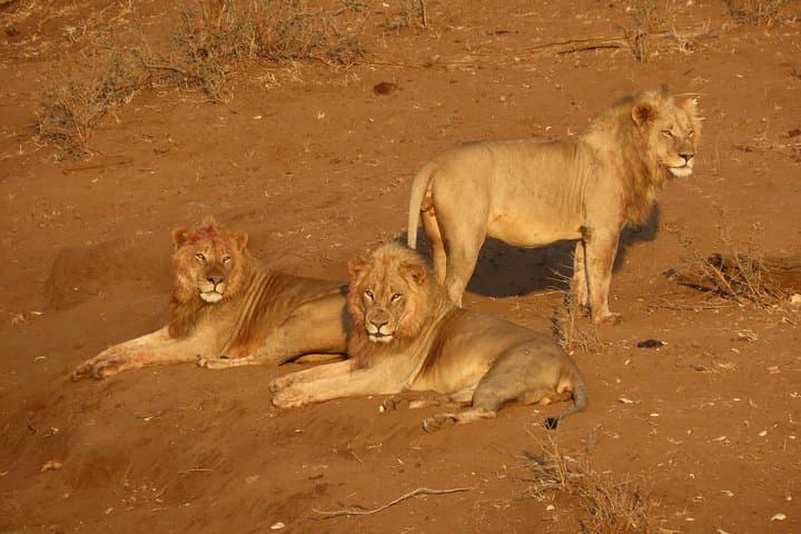 Private Sunrise Safari at Kruger National Park — Half-Day Open Vehicle Experience photo 2