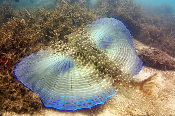 Bombinhas Aqua Adventure: Snorkeling at Praia da Sepultura photo 3