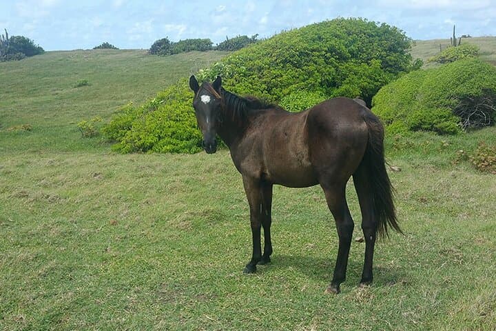 Coastal Horseback Ride in St. Lucia — Swim with Horses on Gros Islet Beaches photo 3